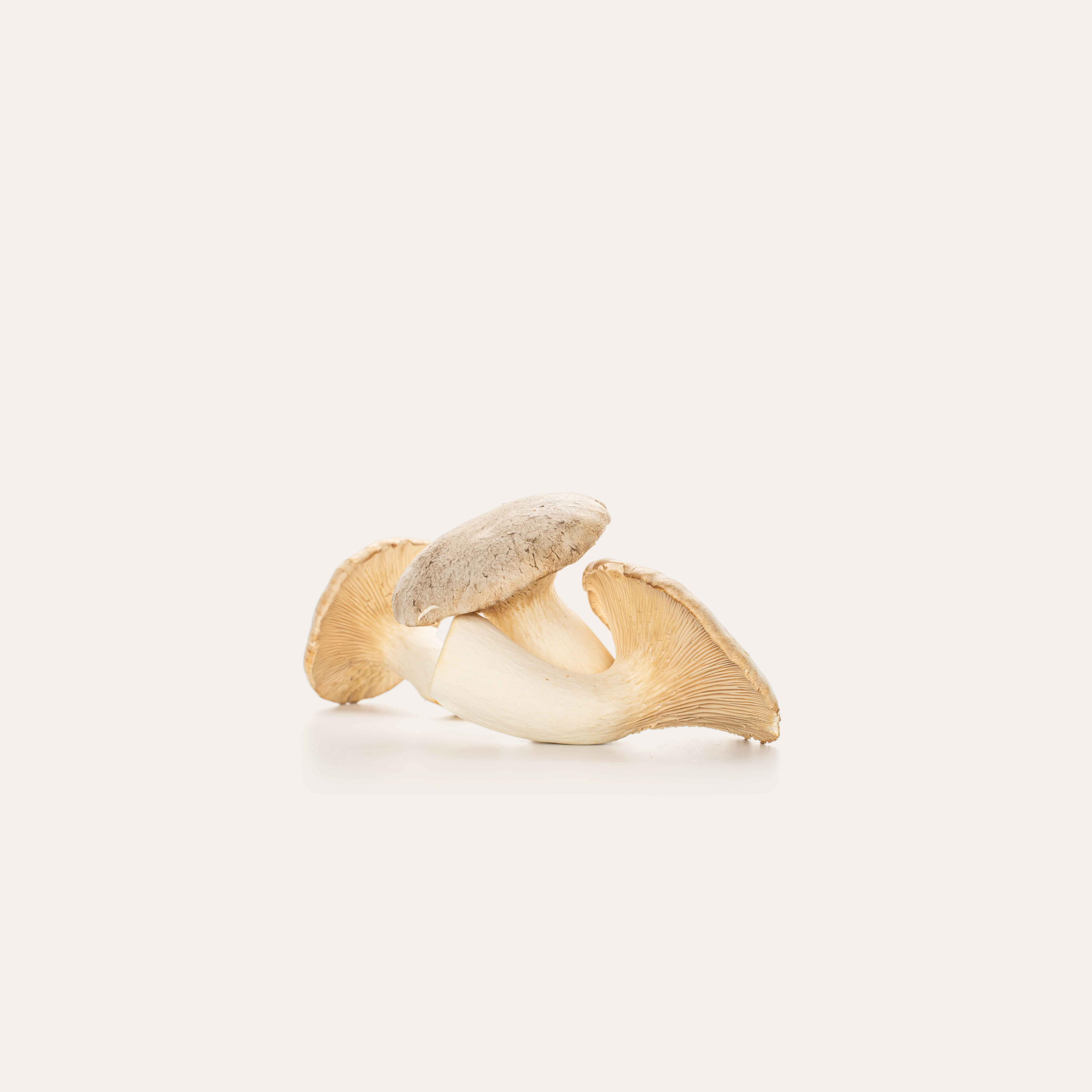 king trumpet mushroom on solid background