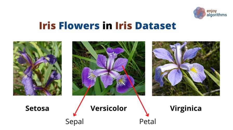 What are the different classes in IRIS dataset?
