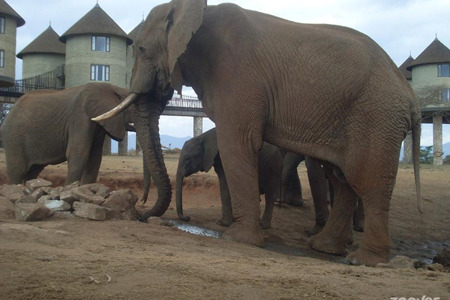 Sarova-Salt-Lick-Game-Lodge9.jpg