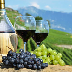 Tuscan Wine Tour
