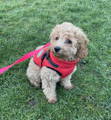Small brown dog wearing a bright red raincoat sitting on the grass