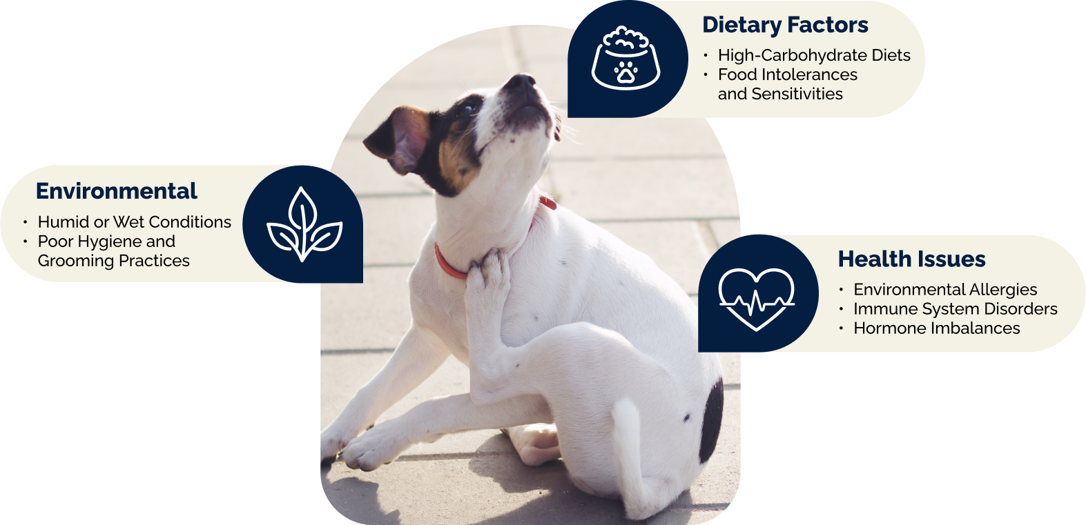 Infographic showing causes of yeast infections in dogs