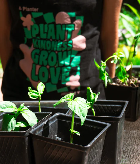 Four basil plants that were started as cuttings