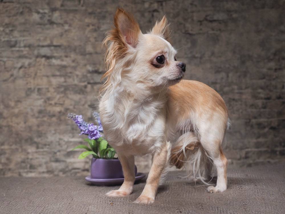 chihuahua long haired