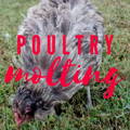 why-chickens-molt-and-how-to-help