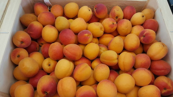 abricot-orangered-petit