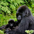 Gorilla holding a baby gorilla in the bushes