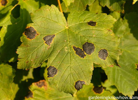 tar_spots_destroy_red_maple