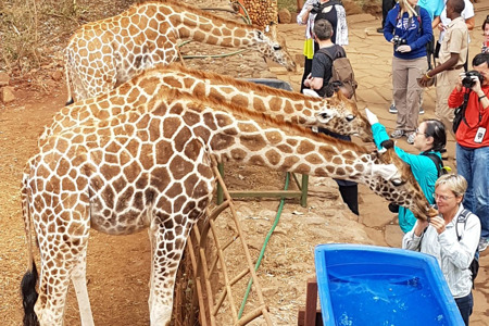 Giraffe center5.jpg
