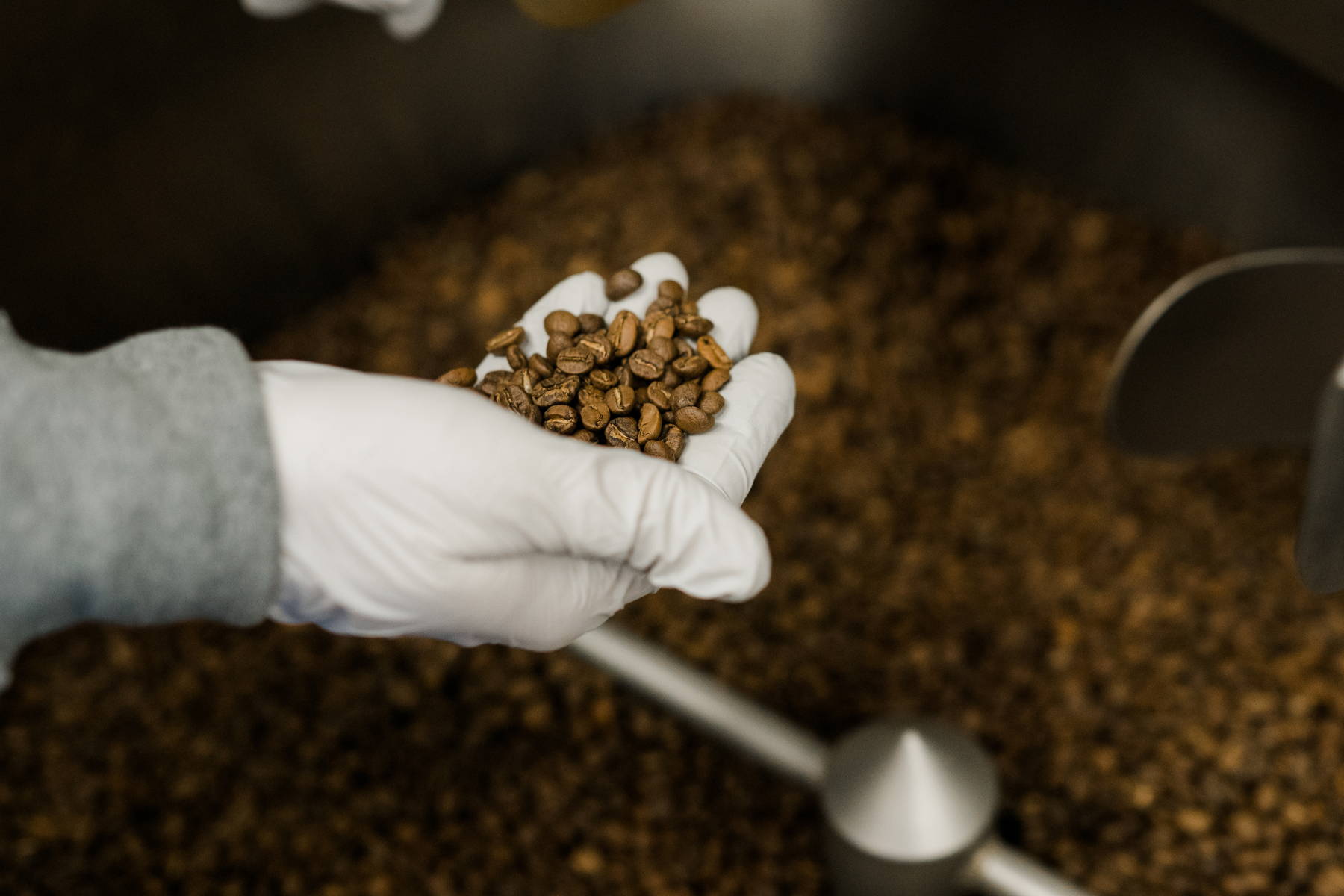 Hand holding freshly roasted coffee beans