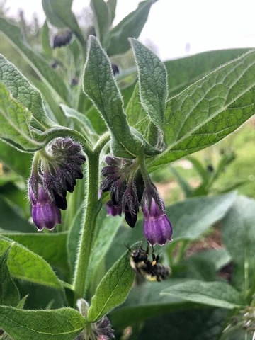 Native pollinators