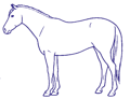 Drawing Horse Body Condition Score 5