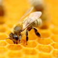 honeybee-depositing-nectar-into-cell