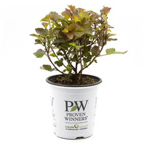 1 quart Proven Winners Shrub