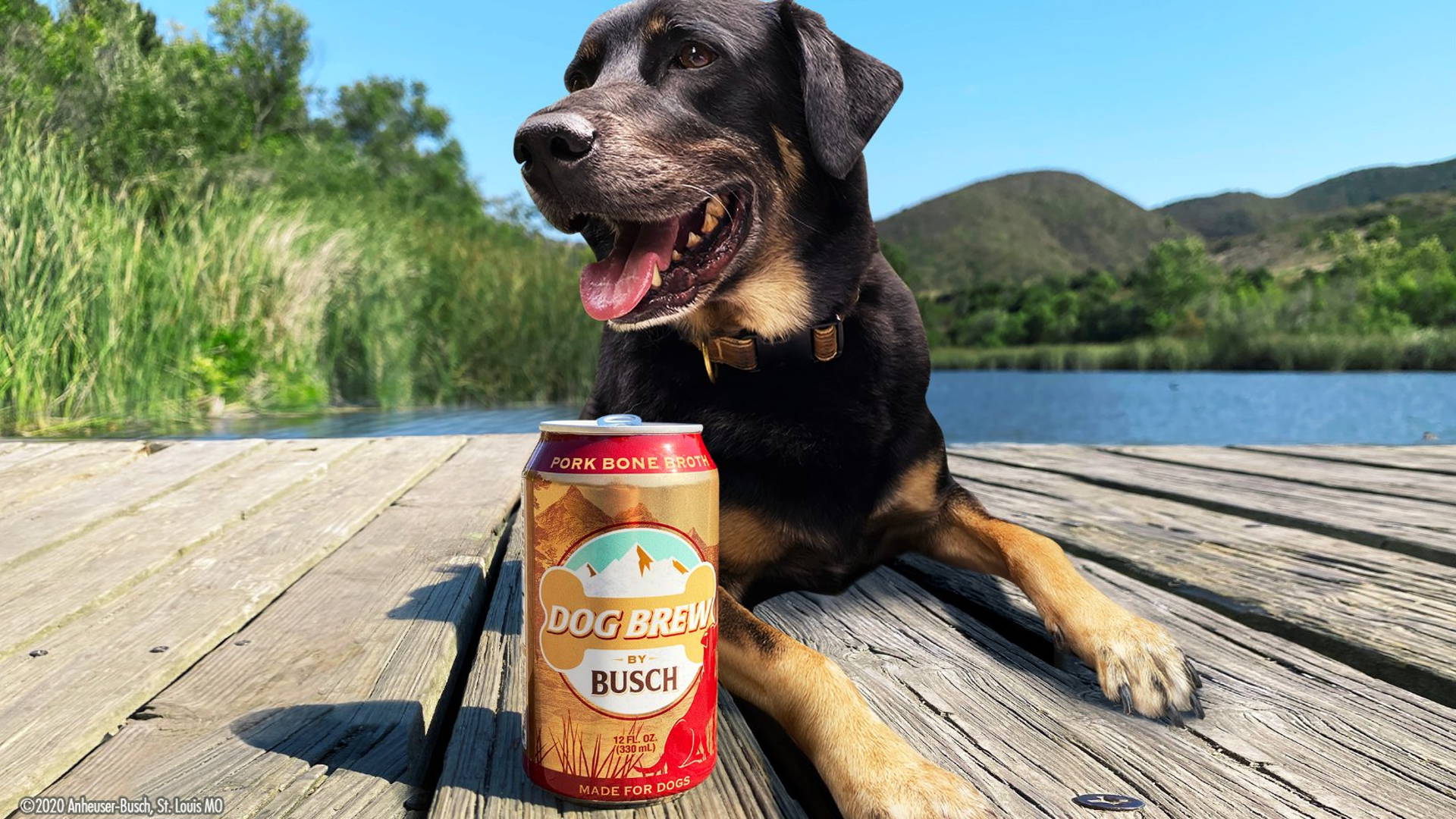 Featured image for Busch Creates A Special 'Beer' For Dogs, Because Fido's Earned A Cold One