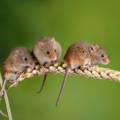 harvest mice