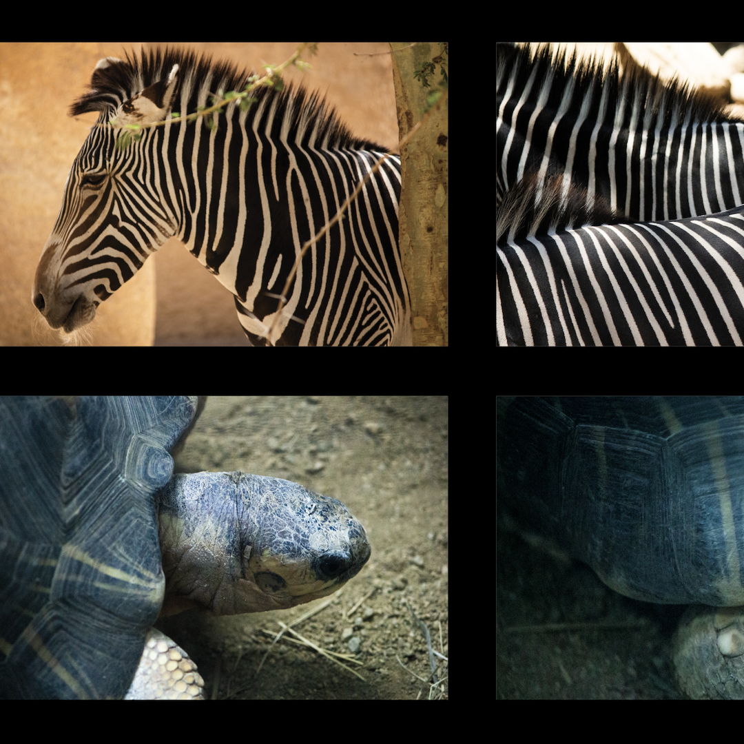Image of Three Narrative Sequences: Los Angeles Zoo