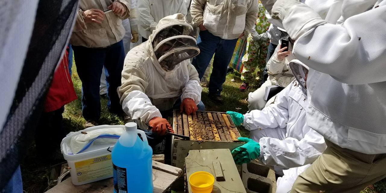 Bee Colony Stressors, Biological and Beekeeper Induced Workshop promotional image