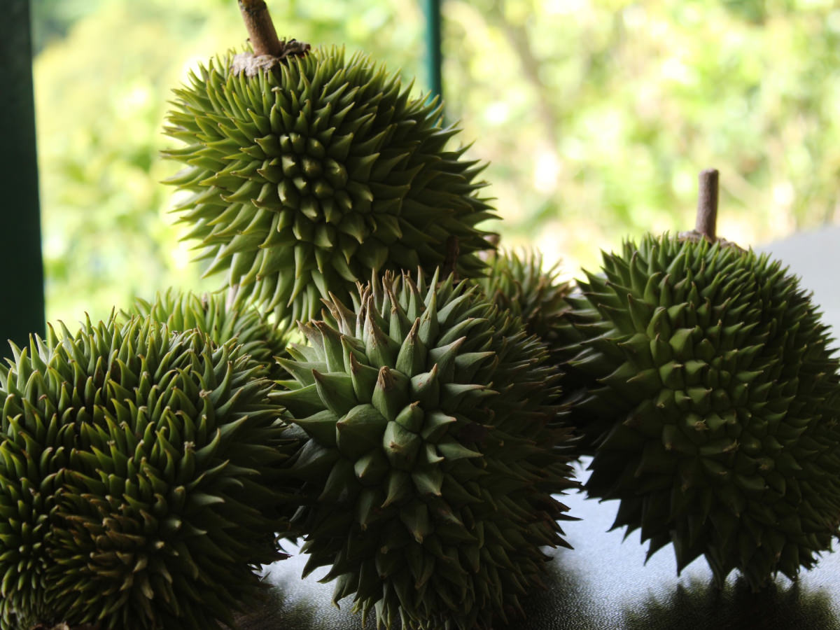 Tropical Fruit Farm