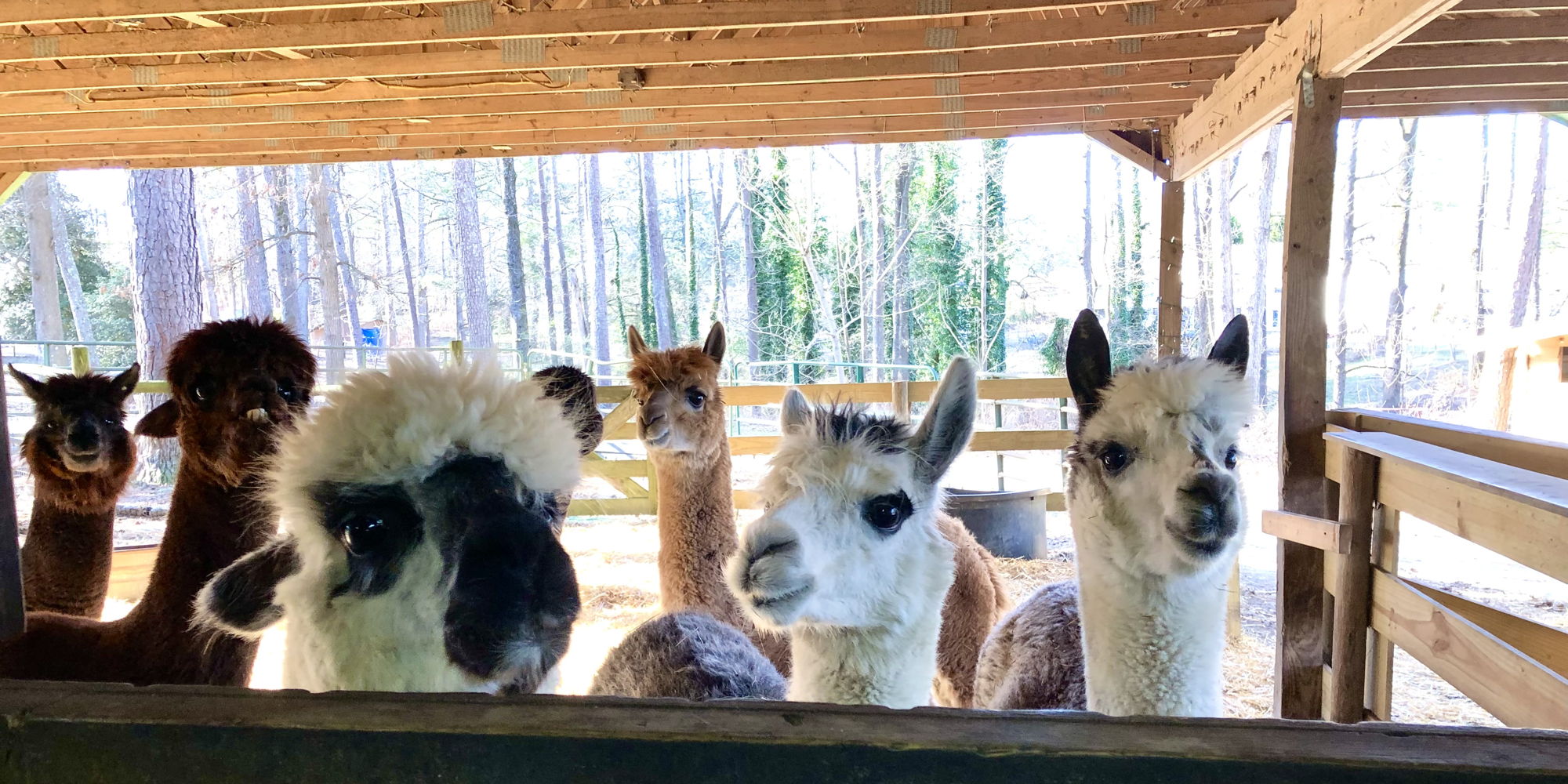 Weekend Creekwater Alpaca Farm Barn Tour promotional image