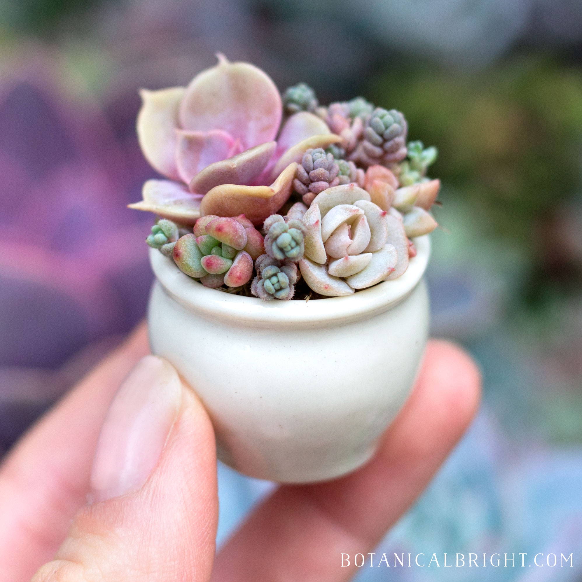 Tiny Plant Gallery – Botanical Bright - Add a Little Beauty to Your ...
