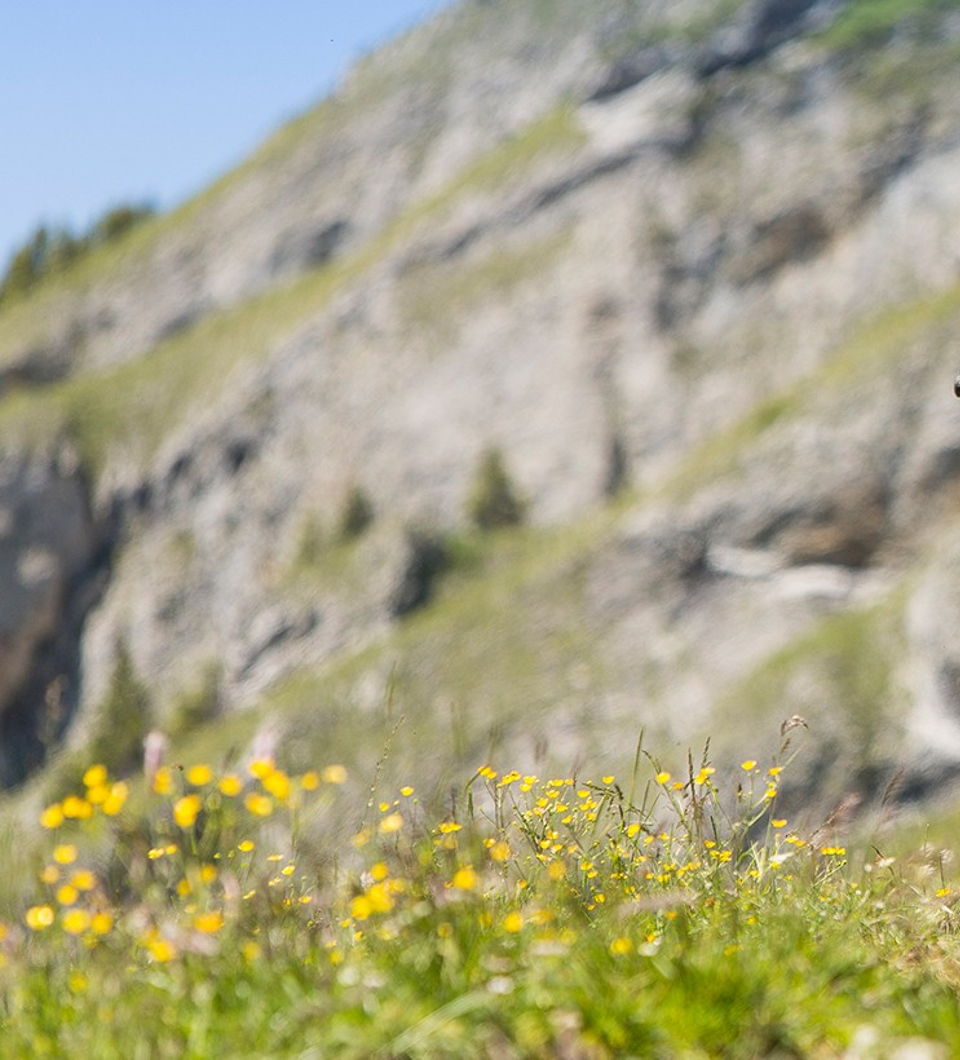 Bike Urlaub in Österreich, Vorarlberg mit Mountainbike