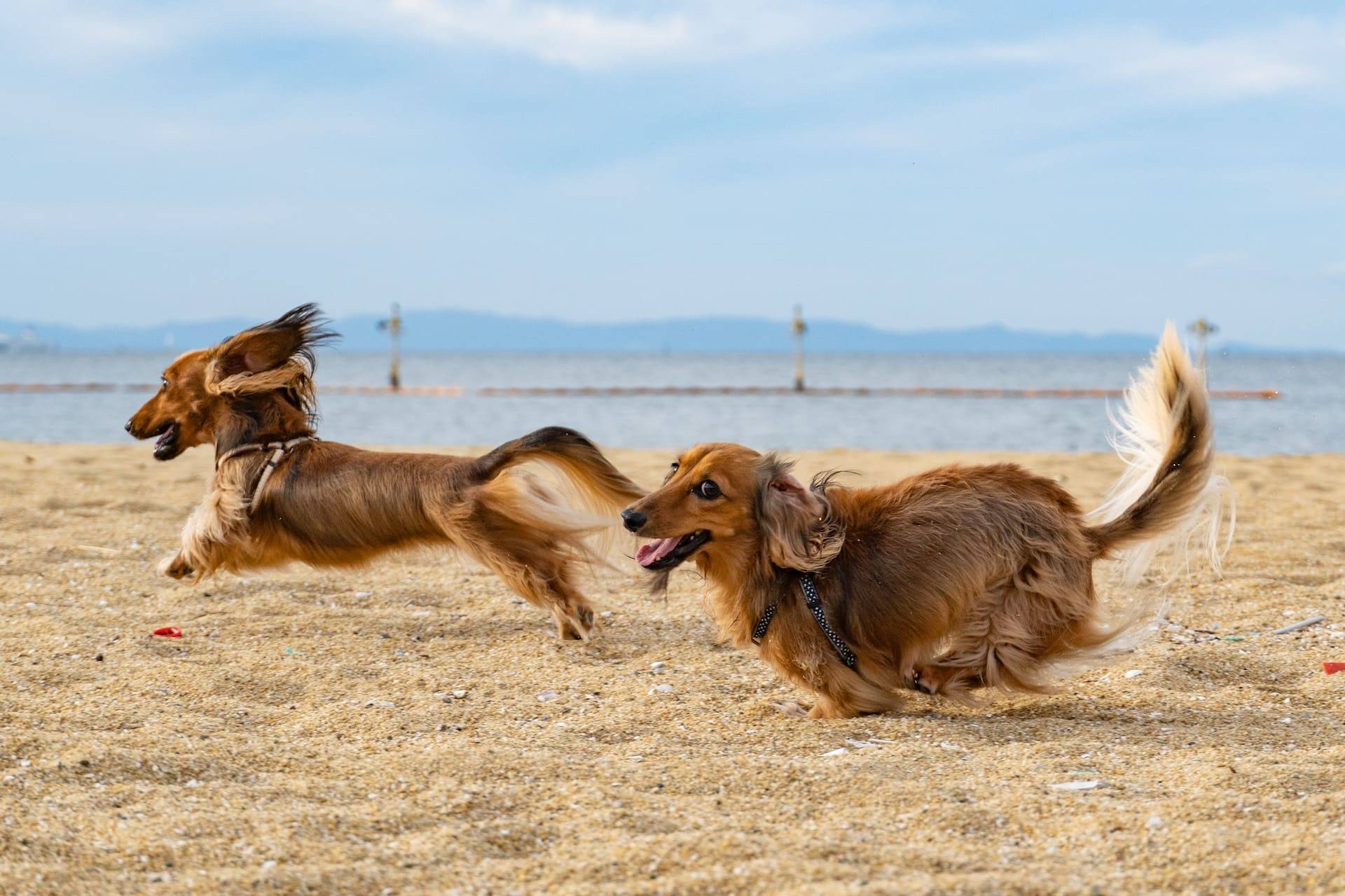 due cani che corrono sulla spiaggia. Foto scattata con una fotocamera mirrorless. Ottima qualità