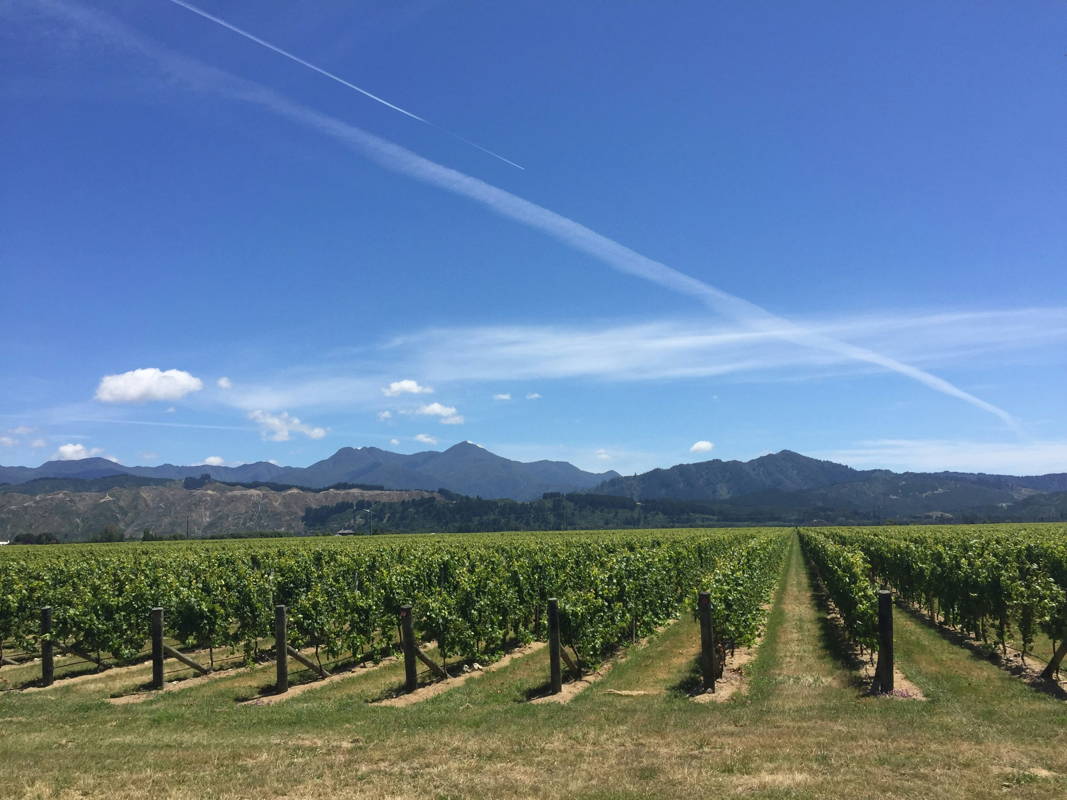 Vignobles autour d'Auckland, Nouvelle-Zélande
