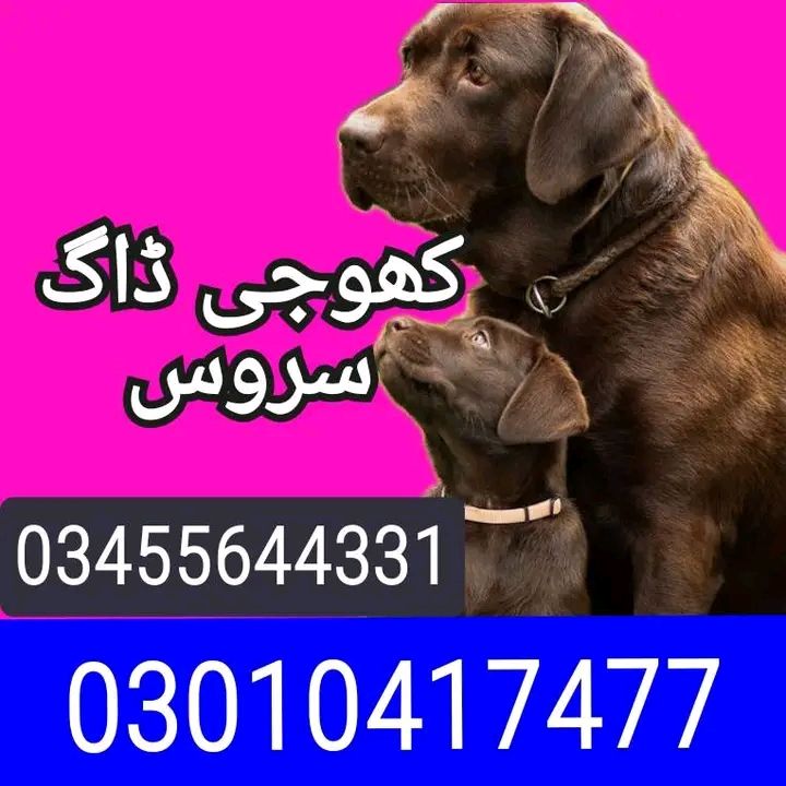 Army dog center mansehra abbottabad 03010417477_03455644331