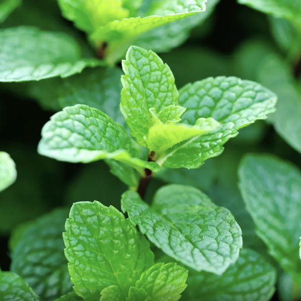 menthe