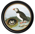 James Audubon illustration of a puffin bird, wall art picture print round frame by Vintage Frog Surrey, Antique Shop