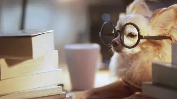 how smart are chihuahuas