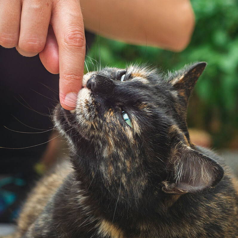 Brandend maagzuur bij katten en mensen