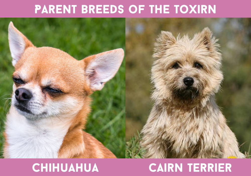 tan cairn terrier chihuahua mix