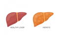 healthy and hepatic liver