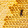 honeybee-depositing-nectar-in-honeycomb