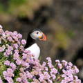 puffin looking over a hillside behind some purple flowers