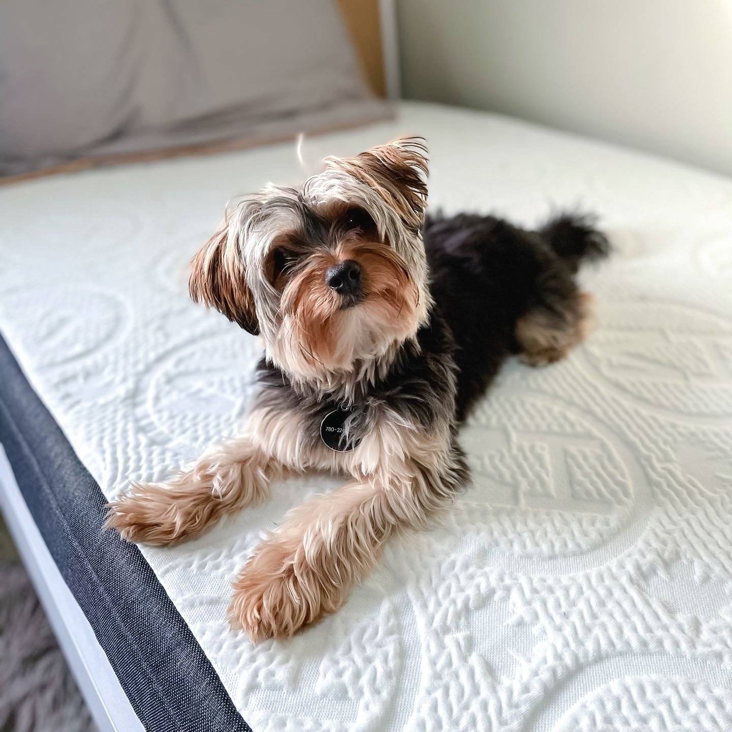 Canadian Chiropractor Association Approved Mattresses