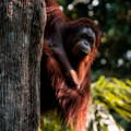 Orangutan peering from behind a large tree trunk as it hangs from a branch above