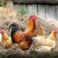 gold sex link hens and rooster
