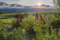 Paysage typique vallée du Rhône