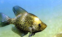 Black Crappie