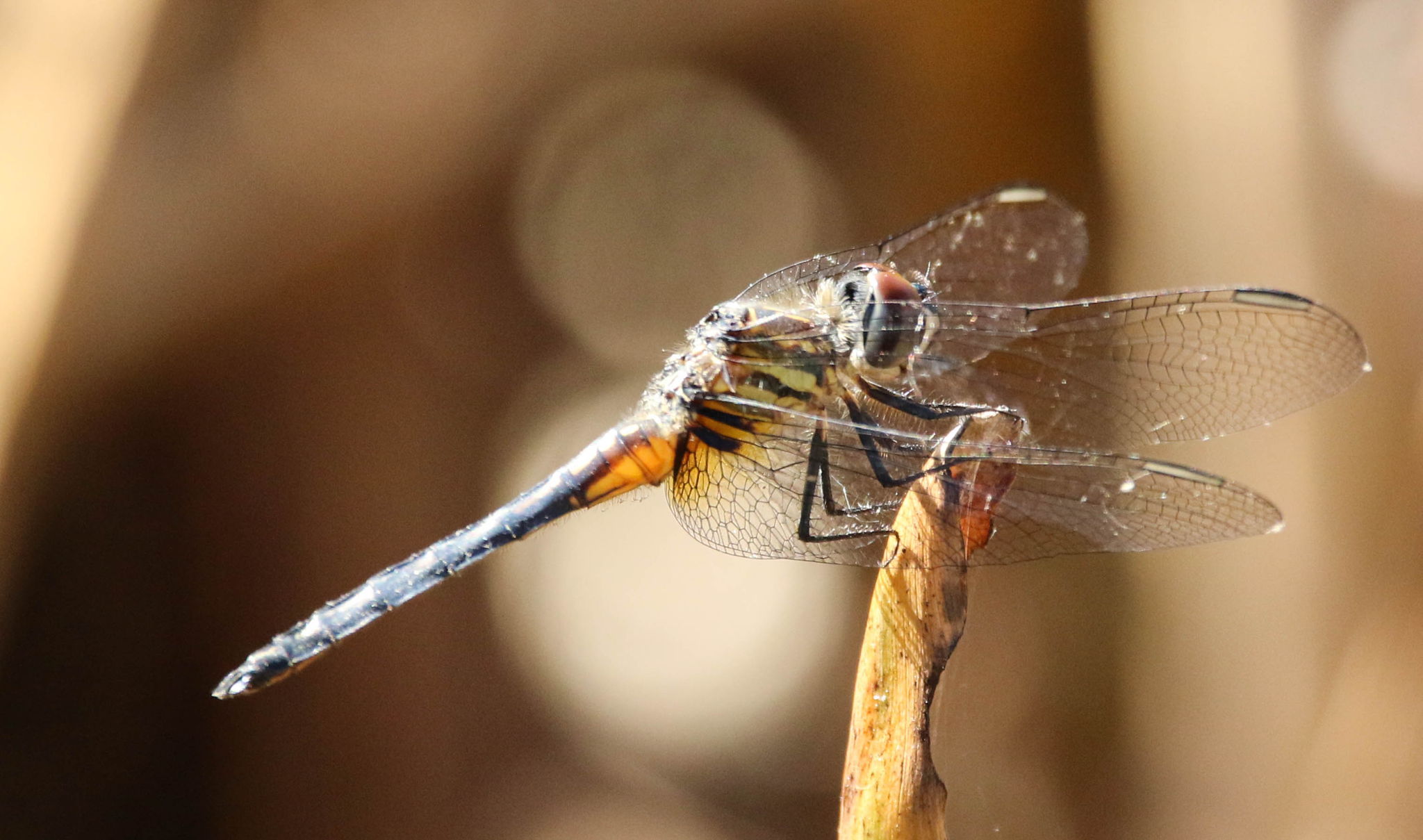 Dragonfly - Corkscrew Swamp, Florida