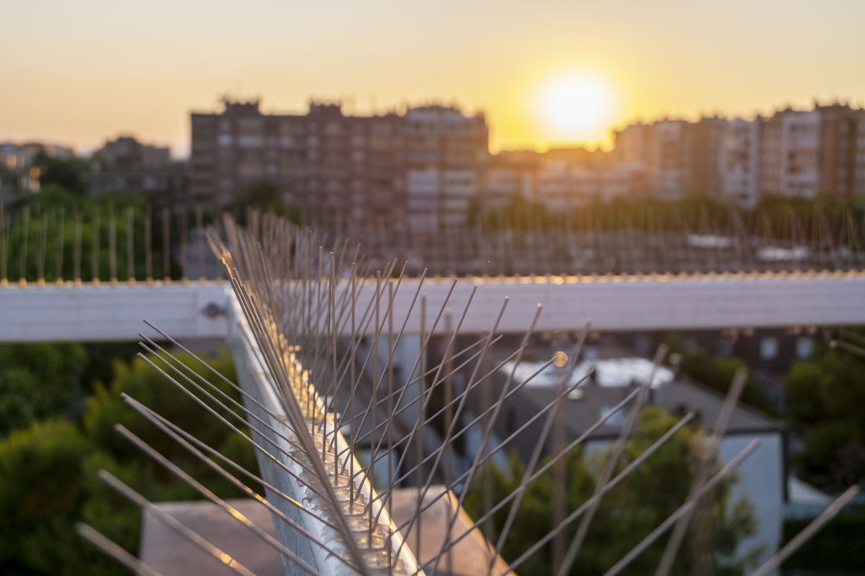 Close-up of bird spikes on a rooftop at sunset, with blurred city buildings and a setting sun in the background. The golden light creates a warm glow over the urban landscape.