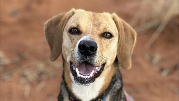 Give the gift of happiness to homeless pets