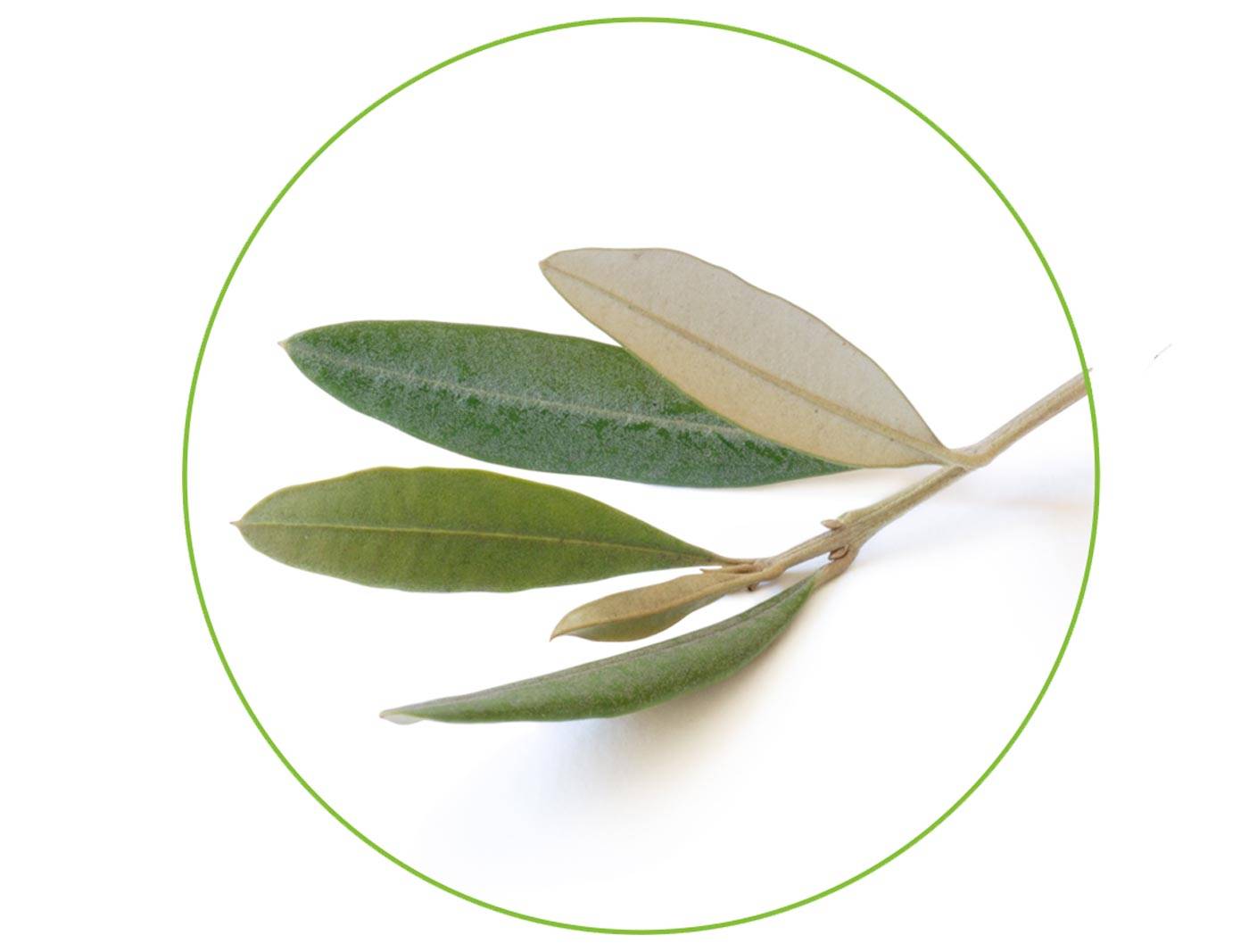 Olive-Leaf