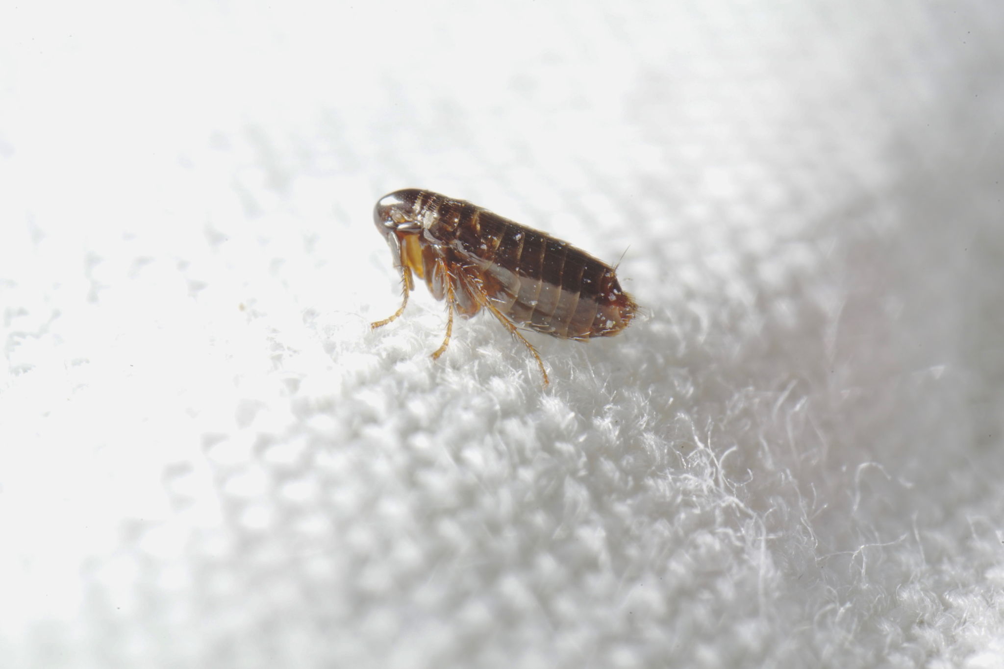 How Do You Get Bartonella & What Can You Do To Treat It?