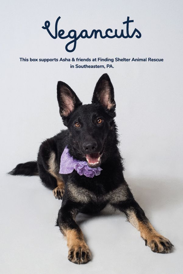   Asha & Friends at Finding Shelter Animal Rescue | Vegancuts Donation Program