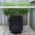 BudPots low stress training fabric pots 10Ga with a trellis net above the plants and BudHuggers garden wire ties training a cannabis plant