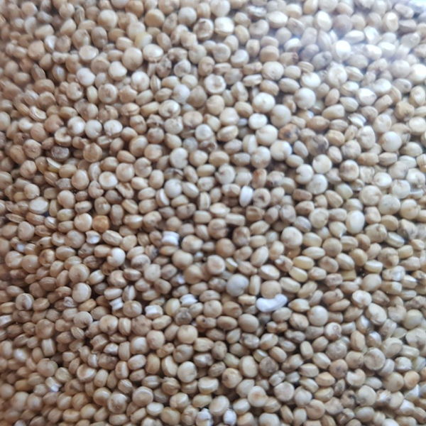 quinoa